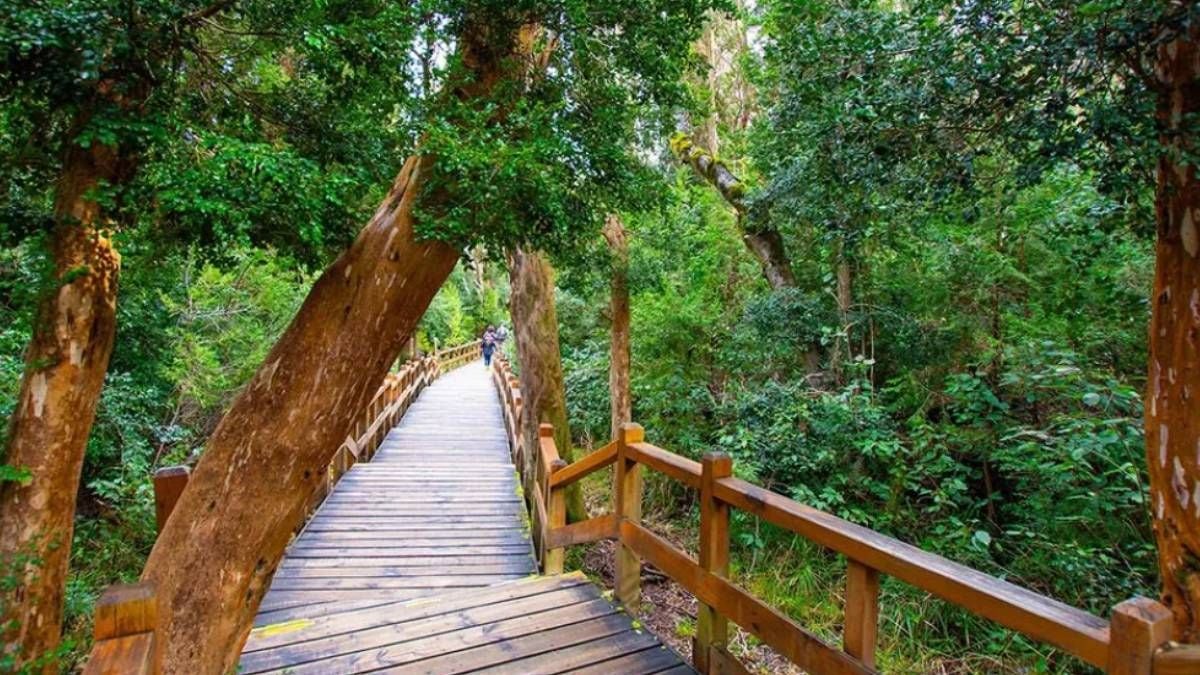 El bosque que parece pintado a mano: el rincón de los arrayanes en Villa La Angostura