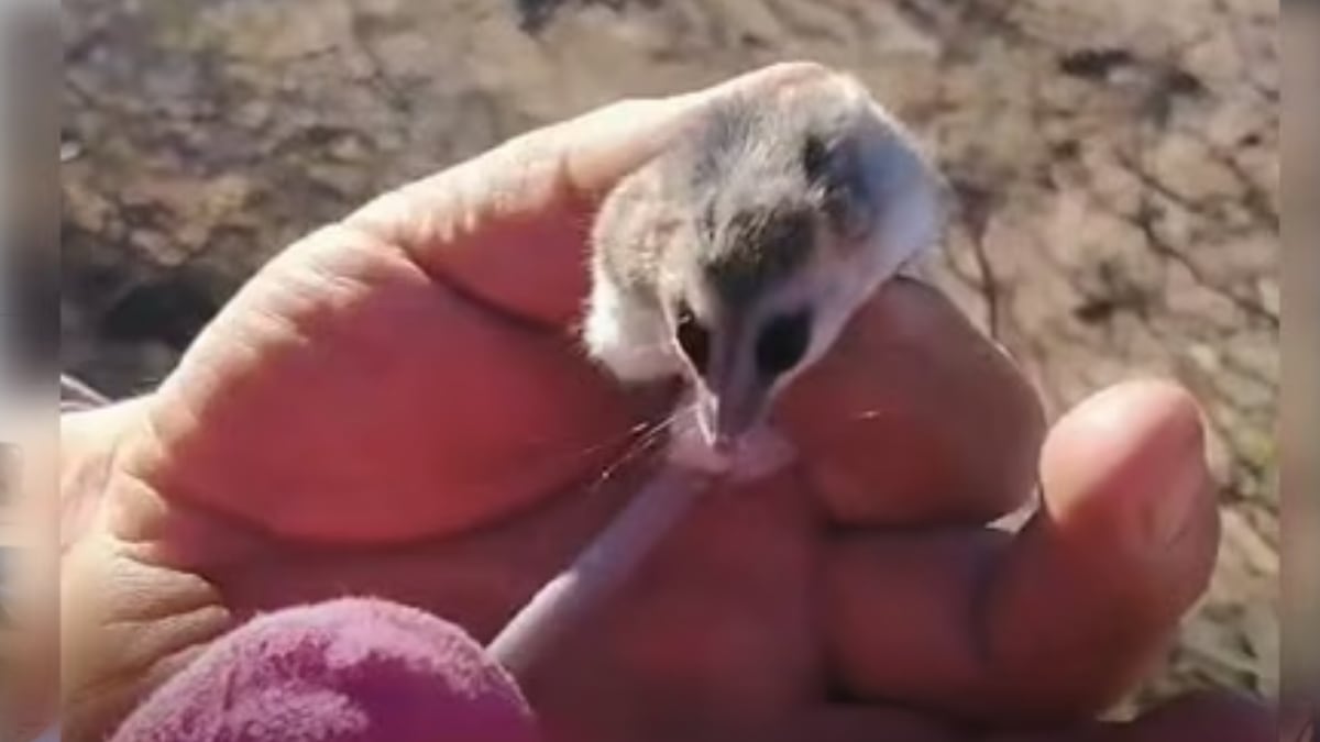 Cómo actuar ante un encuentro con fauna silvestre en el domicilio: el caso reciente de la comadreja enana en Neuquén