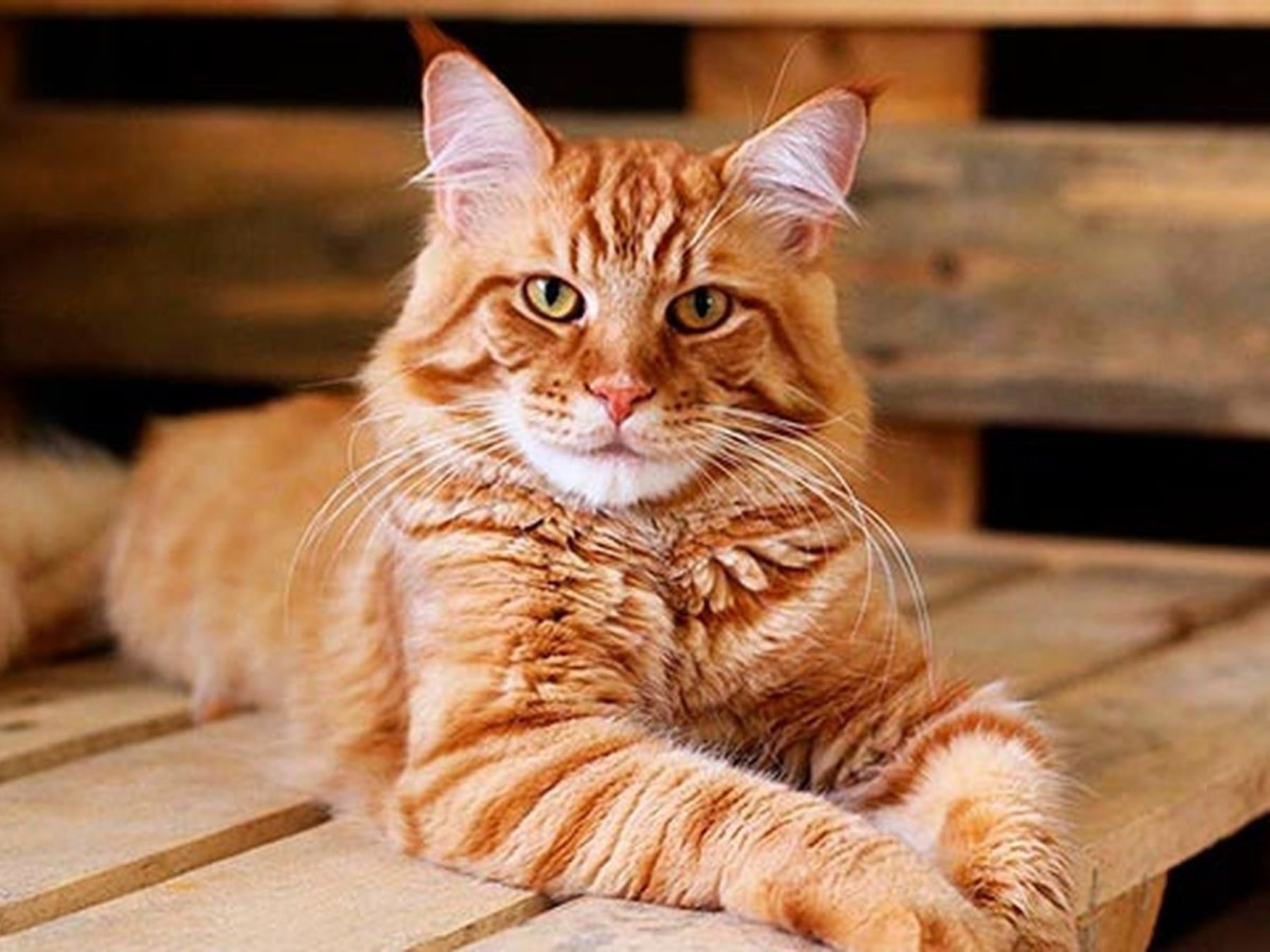 La convivencia con gatos se afianza en los hogares argentinos y se refleja en las estadísticas de los últimos ocho años