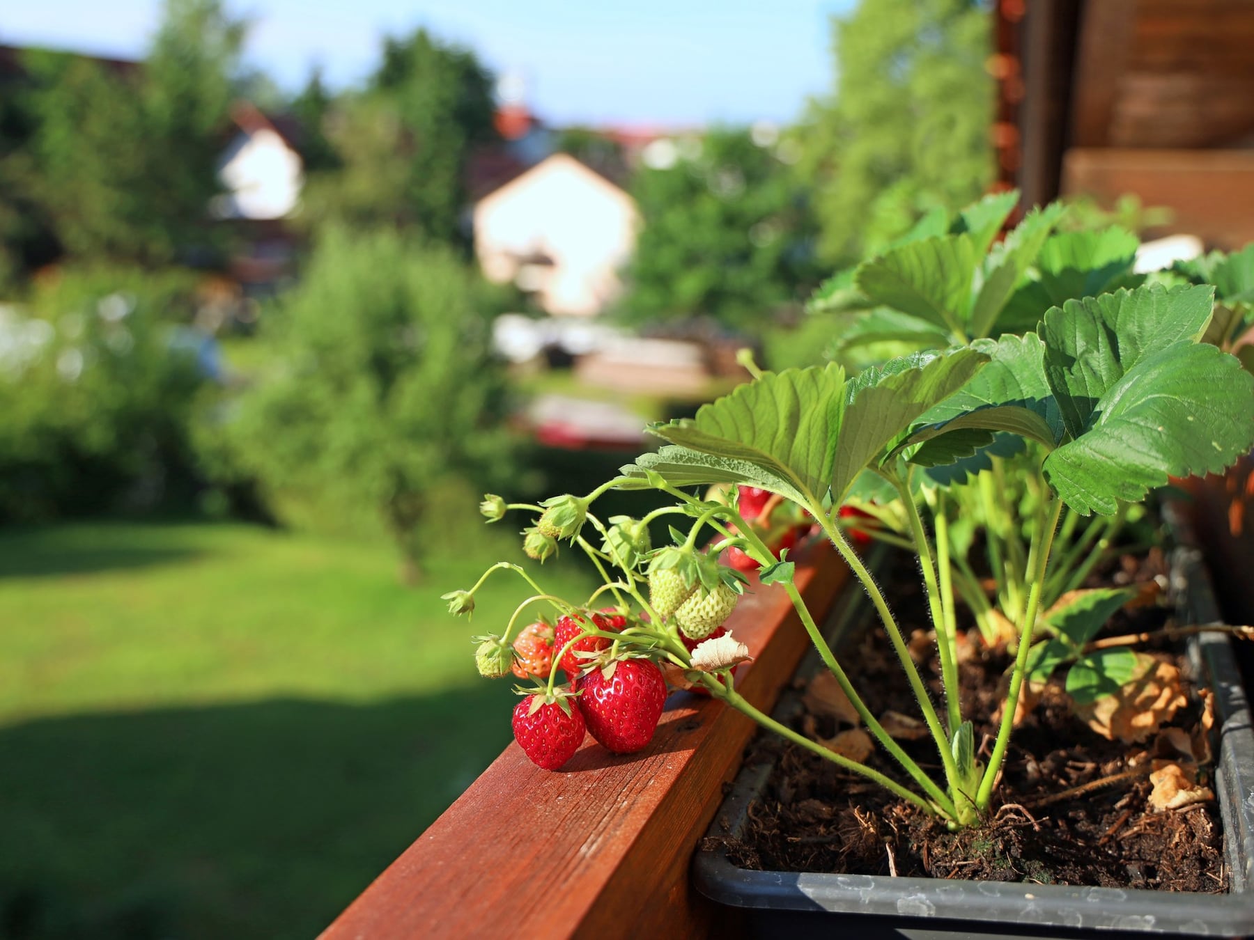 Huerta de primavera: cómo integrar cultivos y plantas ornamentales en un mismo sector del jardín