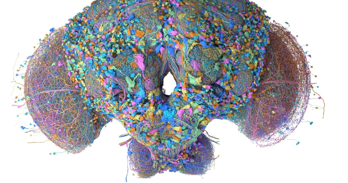 Un cerebro digital de mosca clasifica correos, juega al Doom y opera con criptomonedas virtuales