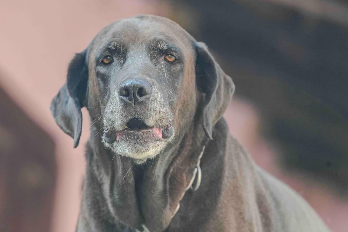 El Chaltén fija el registro y la patente de mascotas en litros de nafta y el incumplimiento se quintuplica respecto de la campaña anterior