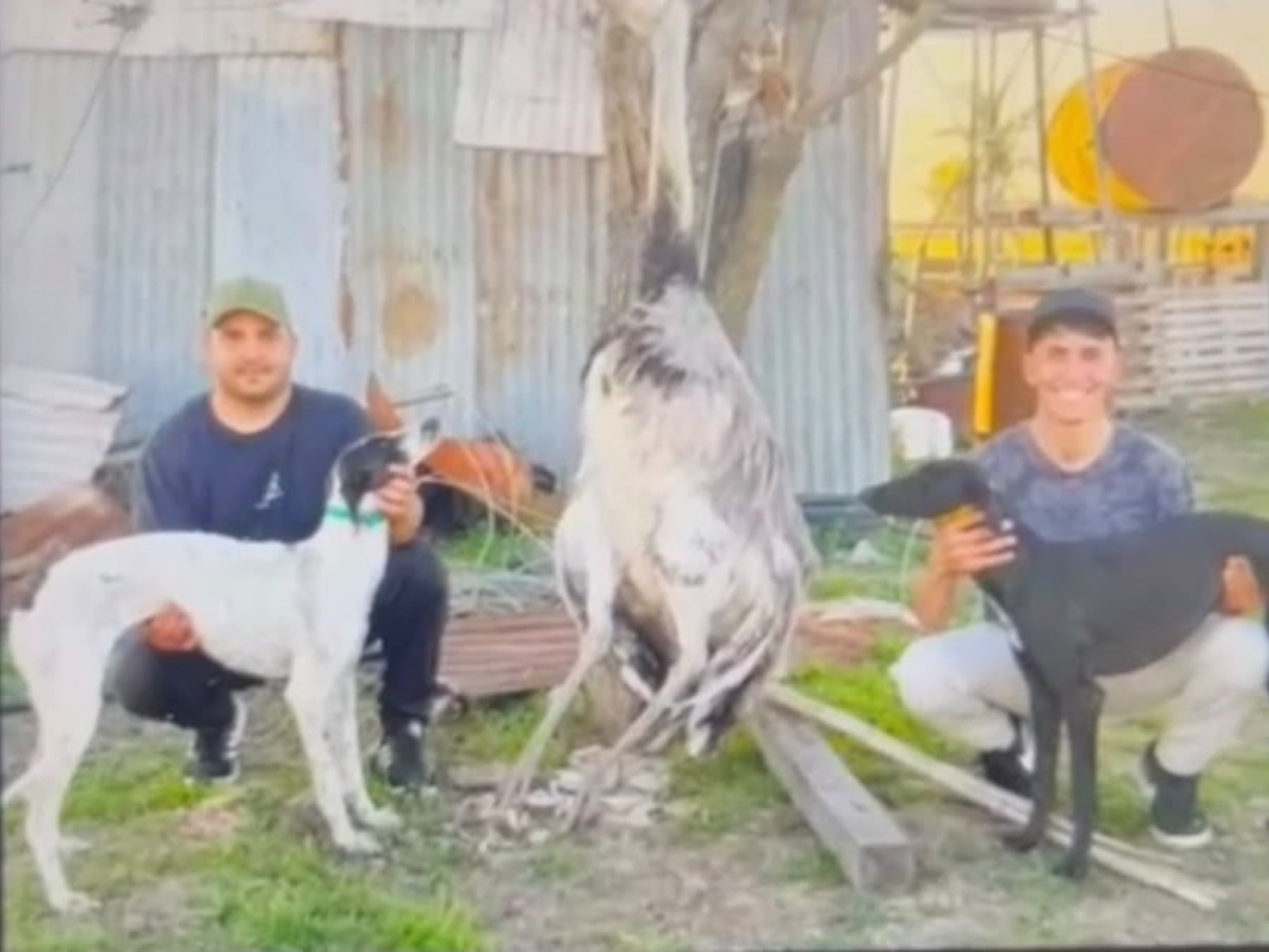 Pergamino: imputan a una pareja por matar un ñandú con galgos en un campo ajeno