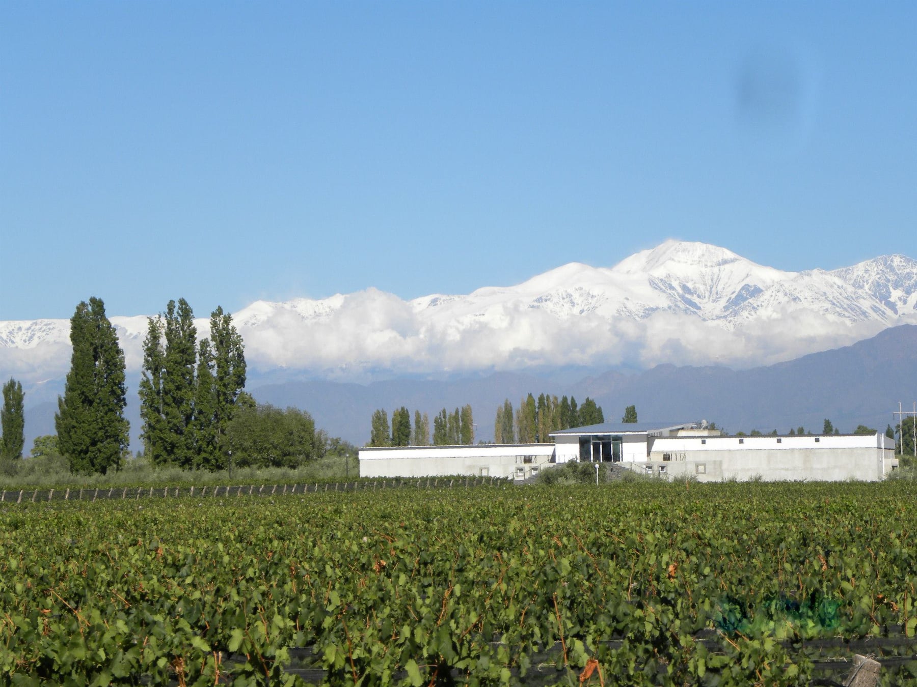 Chacras de Coria, el pueblo mendocino que ya no se visita de paso: vino, cocina de autor y el latido electrónico de Cattáneo