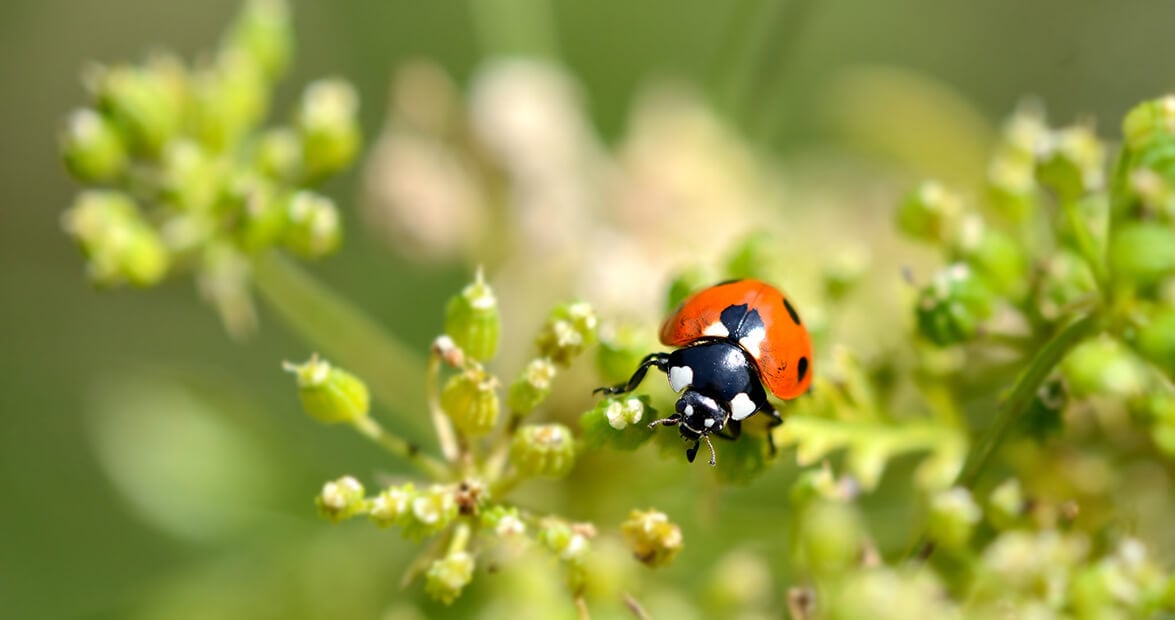 Cinco preparados caseros con ortiga, ajo y cítricos para cuidar el jardín sin agroquímicos