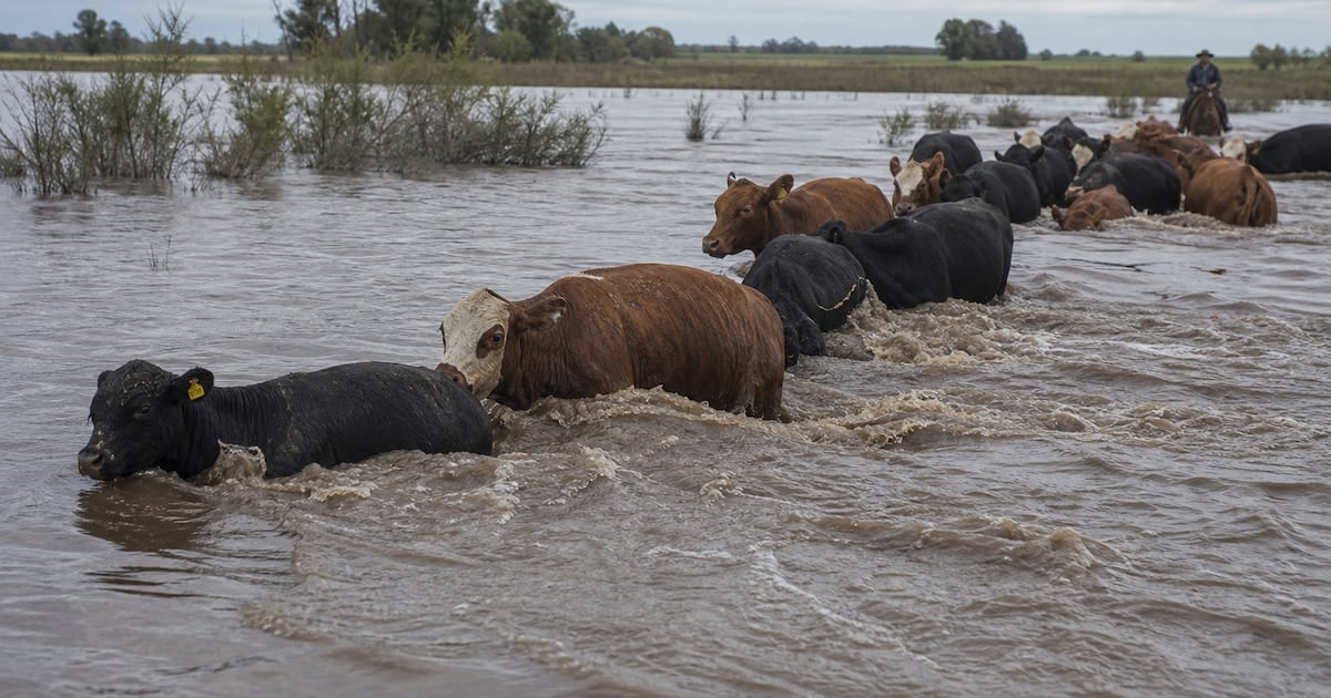 La bajante estructural de la oferta de carne se acelera tras la evacuación de 25.000 cabezas en Corrientes