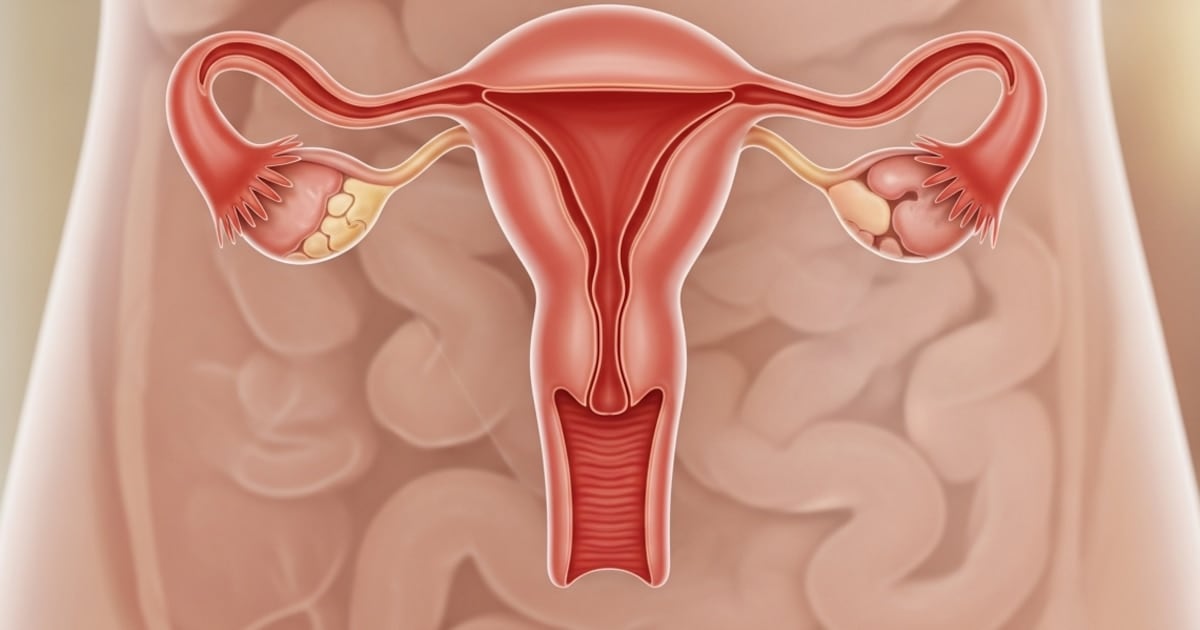 Un estudio en Estados Unidos describe la actividad biológica del ovario mucho después de la menopausia
