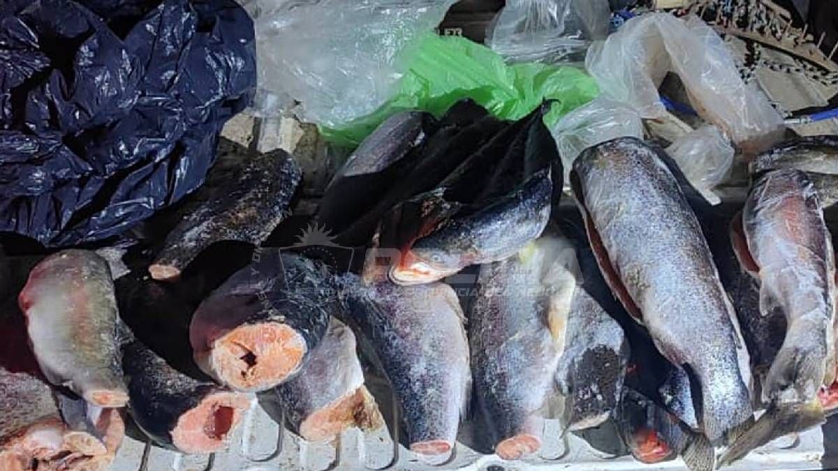 Pesca deportiva en Neuquén: la etapa previa a la temporada general opera con cupos estrictos en dos embalses patagónicos